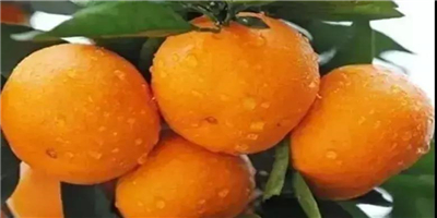 磷酸二氢钾在22种作物上的应用技术汇总_国家设施蔬菜产业技术创新战略联盟 販売の人気 最終値下 未使用長期保管品 総金箔 粉 京形 座弥陀 六角京型 三寸(F8) その他